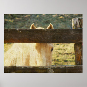 Palomino Peeking Through Fence Poster