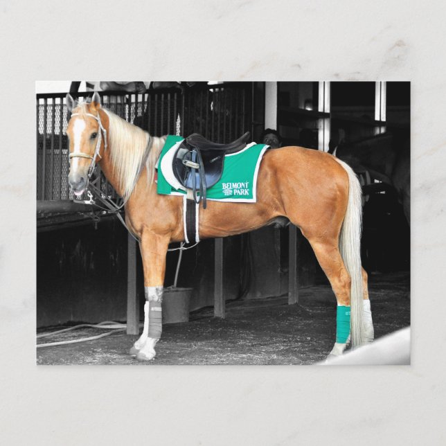 Palomino Pony at Belmont Park Postcard (Front)