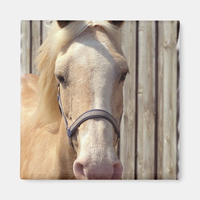 Palomino Pony Square Magnet (Front)