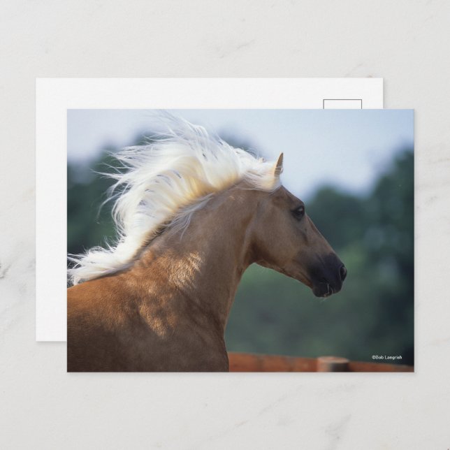 Palomino Rocky Mountain Horse Headshot Postcard (Front/Back)