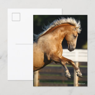Palomino Tennessee Walker Stallion Rearing Postcard