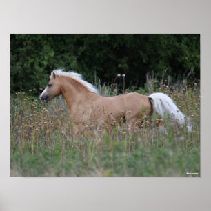 Palomino Welsh Pony Running In Long Grass Poster