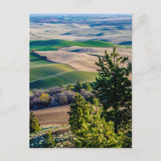 Palouse Country - Eastern Washington Postcard (Front)