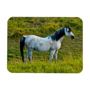 Palouse horse, Colfax, Palouse Area, Washington Magnet