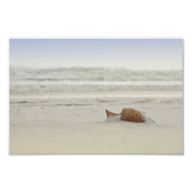Panama City Shell Photo Print (Front)