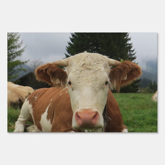 Pancarte Fermeture D Une Vache Brune Et Blanche Zazzle Ca