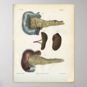 Pancreas Spleen Vintage Anatomy Print