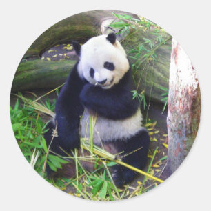 Panda at the San Diego Zoo Classic Round Sticker