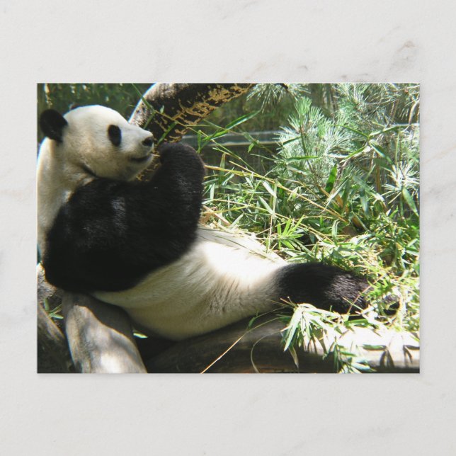 Panda at the San Diego Zoo Postcard (Front)
