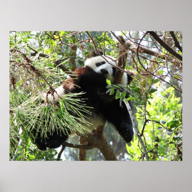 Panda Baby Poster (Front)