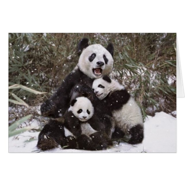 Panda Bear (Front Horizontal)