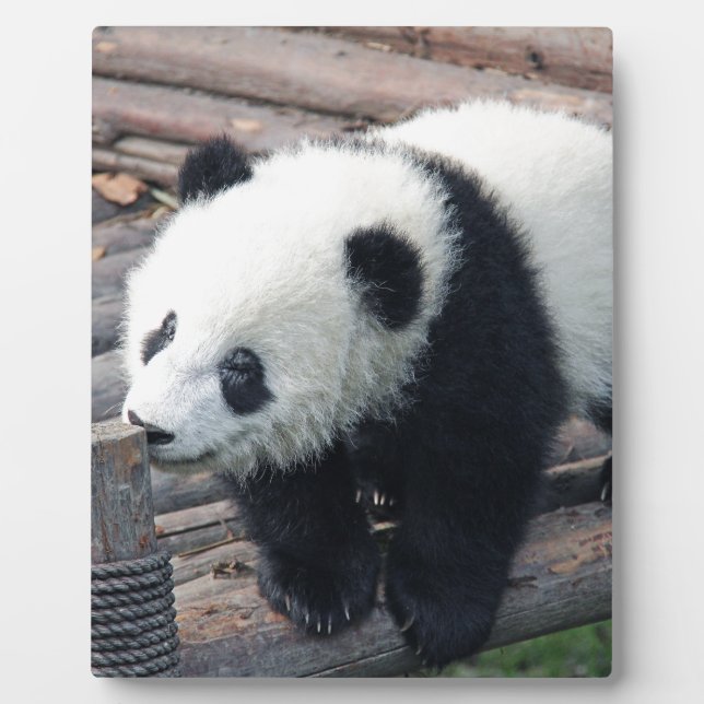 panda bear bears custom personalize Anniversaries Plaque (Front)