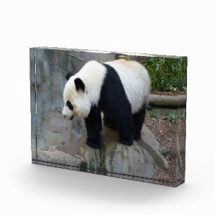 Panda Bear Block Photo