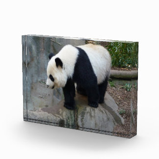 Panda Bear Block Photo