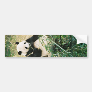 Panda Bear Bumper Sticker