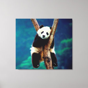 Panda Bear Canvas Print