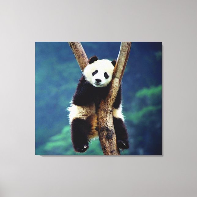 Panda Bear Canvas Print (Front)