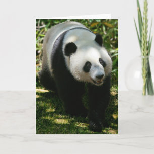 Panda Bear Card
