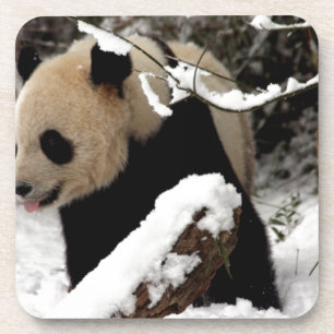 Panda Bear Coaster