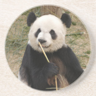 Panda Bear Coaster