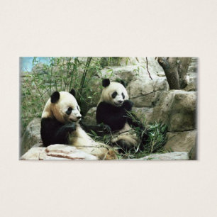 Panda bear eating and playing