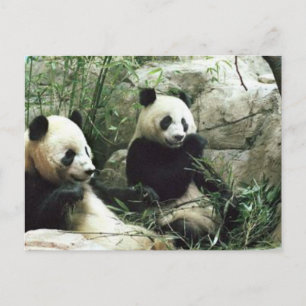 Panda bear eating and playing postcard
