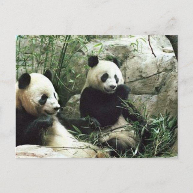 Panda bear eating and playing postcard (Front)