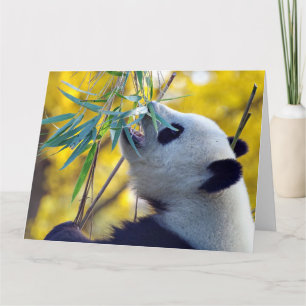 Panda Bear eating Bamboo Card