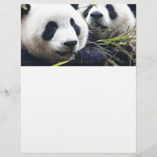 Panda Bear Hugs