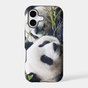 Panda Bear Hugs