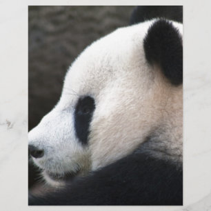 Panda Bear Hugs