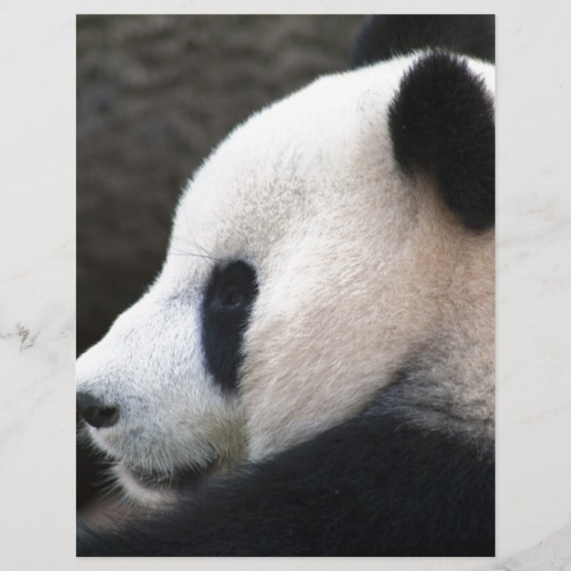 Panda Bear Hugs (Front)