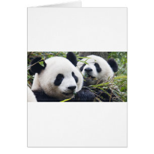 Panda Bear Hugs