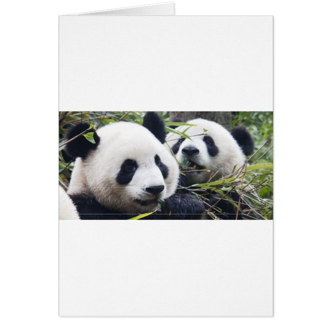 Panda Bear Hugs (Front)
