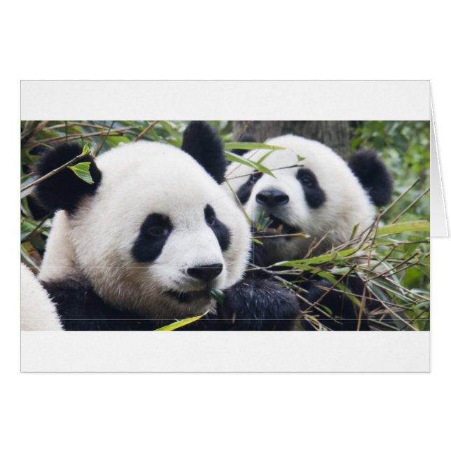 Panda Bear Hugs (Front Horizontal)