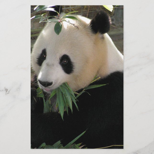 Panda Bear Hugs (Front)