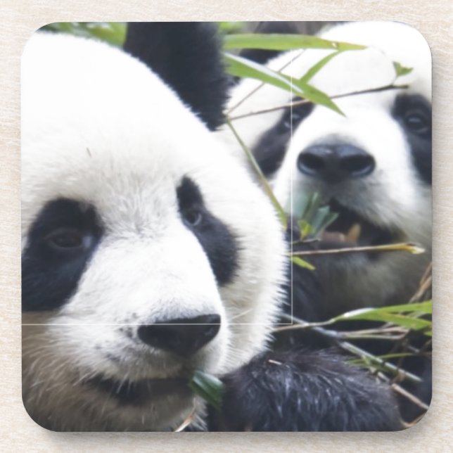 Panda Bear Hugs Coaster (Front)