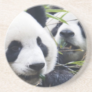 Panda Bear Hugs Coaster