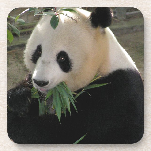 Panda Bear Hugs Coaster (Front)
