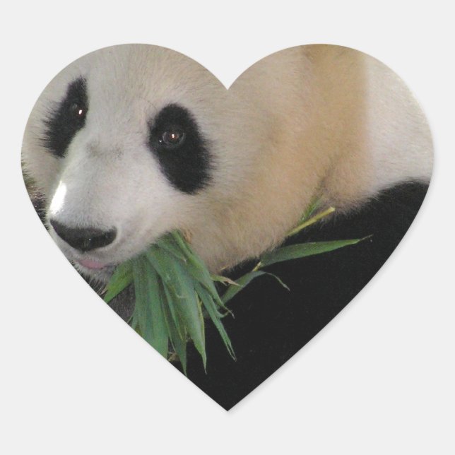 Panda Bear Hugs Heart Sticker (Front)