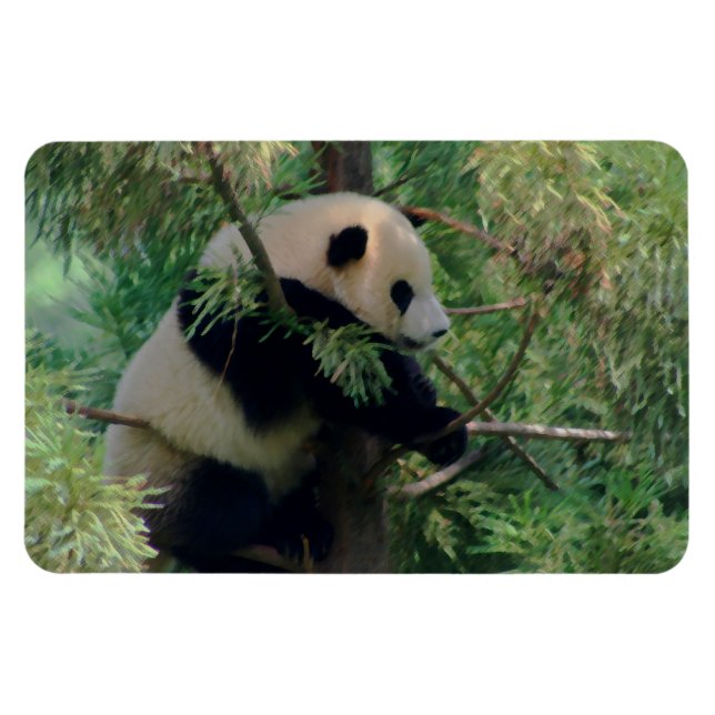 Panda Bear Hugs Magnet (Horizontal)