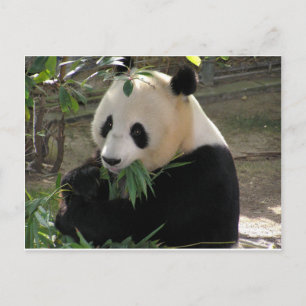 Panda Bear Hugs Postcard