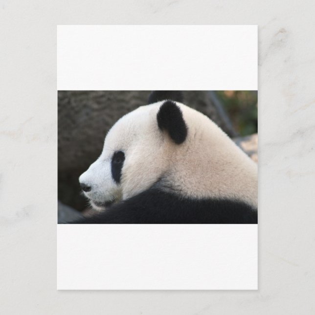 Panda Bear Hugs Postcard (Front)