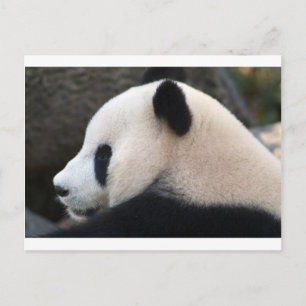 Panda Bear Hugs Postcard