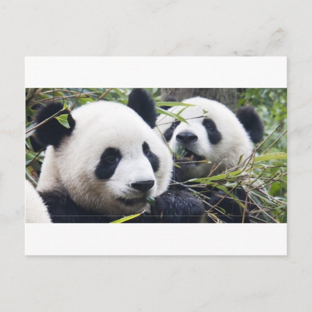 Panda Bear Hugs Postcard (Front)