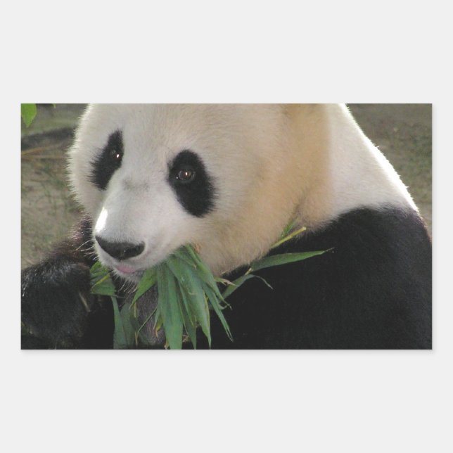 Panda Bear Hugs Sticker (Front)