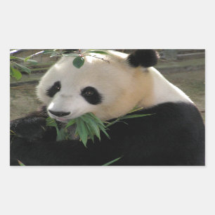 Panda Bear Hugs Sticker