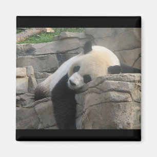 Panda bear magnet