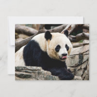 Panda Bear on the rocks