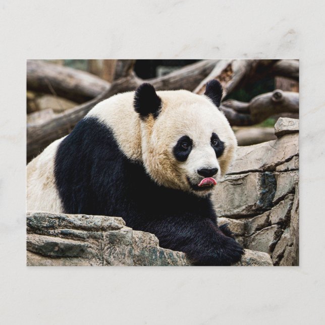 Panda Bear on the rocks Postcard (Front)